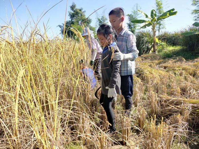 Feldarbeiten in Baan Doi (Foto: Kindernothilfepartner) Feldarbeiten in Baan Doi (Foto: Kindernothilfepartner)