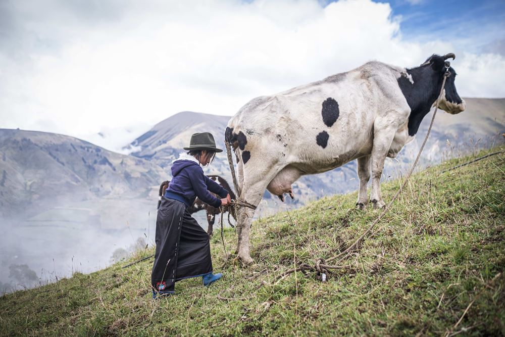 Ein Mädchten bindet auf einer steilen Wiese einer Kuh die Hinterläufe zusammen (Quelle: Martin Bondzio) Ein Mädchten bindet auf einer steilen Wiese einer Kuh die Hinterläufe zusammen (Quelle: Martin Bondzio)